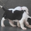 pocket bully amichetti